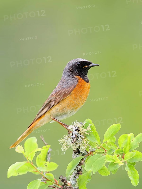 Common redstart (Phoenicurus phoenicurus), male on perch, songbird, wildlife, nature photography, Neunkirchen im Siegerland, North Rhine-Westphalia, Germany