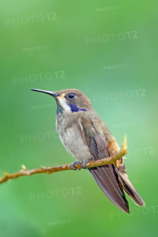 Brown Violet-ear Colibri delphinae San Jose, Costa Rica 7 November Adult Trochilidae