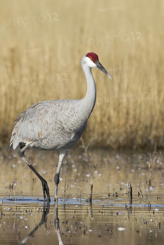 Sandhill Crane (Antigone canadensis), New Mexico, USA