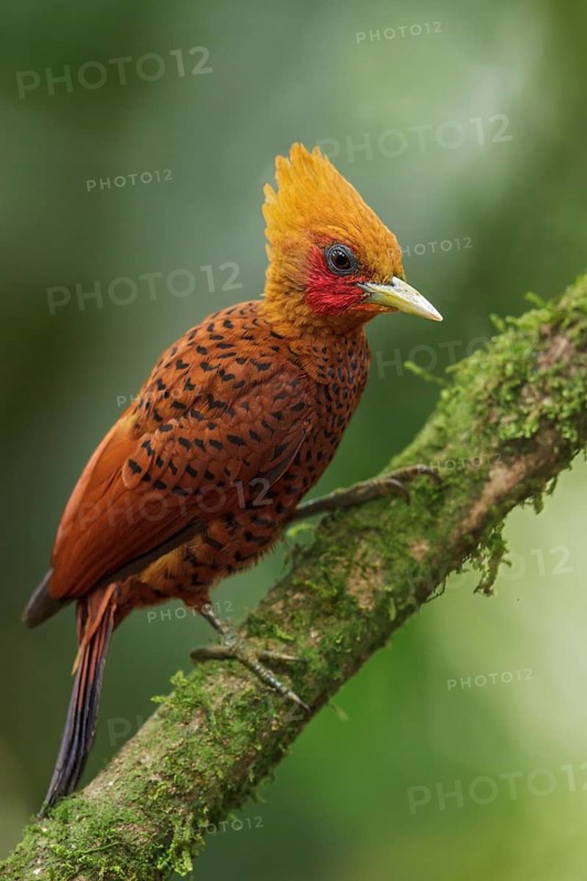 Chestnut-colored Woodpecker (Celeus castaneus) perched on a branch in Costa Rica