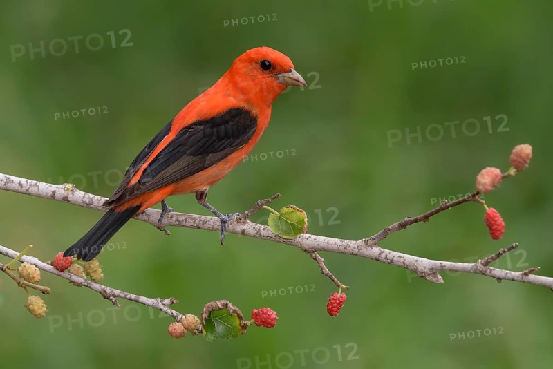 Scarlet Tanager (Piranga olivacea) male perched on a branch with red berries, Texas, USA