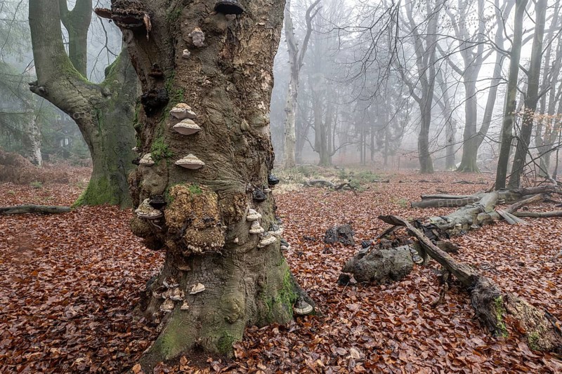 Old beech forest (Fagus sylvatica) in the fog, Emsland, Lower Saxony, Germany