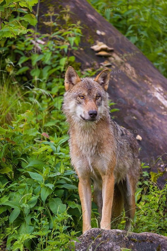 A eurasian gray wolf (Canis lupus lupus) stands on a hill between rocks and logs, watching something