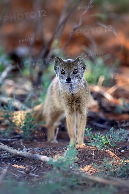 Fox mongoose (Cynictis penicillata), adult, alert, foraging, Mokala National Park, Northern Cape, South Africa