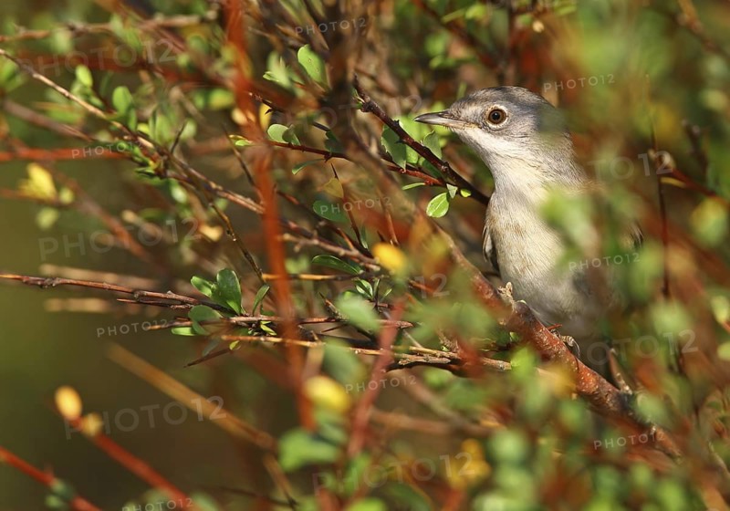 Subalpine Warbler (Sylvia cantillans) female, Alcoutim, Portugal