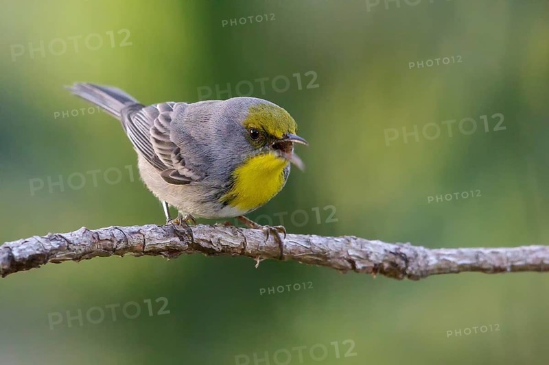 Olive-capped Warbler (Dendroica pityophila) perched on a branch in Cuba