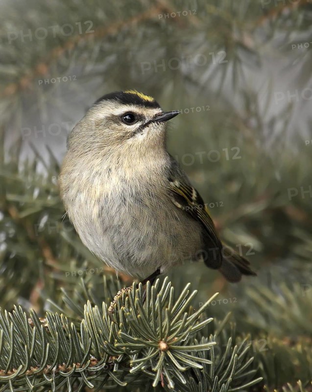 Golden-crowned Kinglet (Regulus satrapa), Saskatchewan, Canada