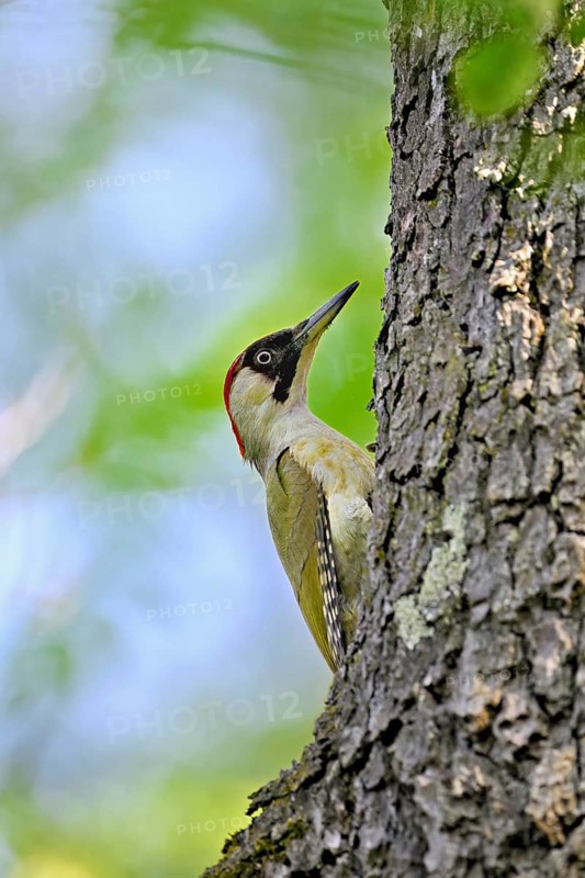 Green woodpecker (Picus viridis), female on a tree trunk, Canton Zug, Switzerland