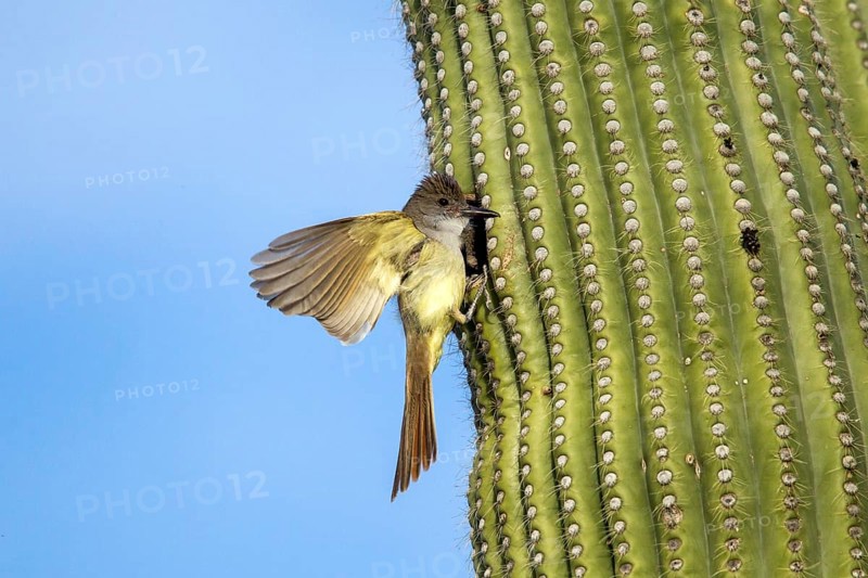Brown-crested Flycatcher Myiarchus tyrannulus Tucson, Pima County, Arizona, United States 4 June Adult at Saguaro nest hole. Tyrannidae