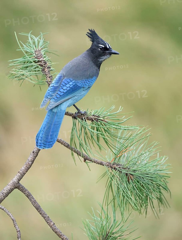 Steller's Jay (Cyanocitta stelleri) perched on a conifer branch, Colorado, USA