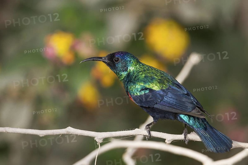 Shining Sunbird (Cinnyris habessinicus) male, Oman