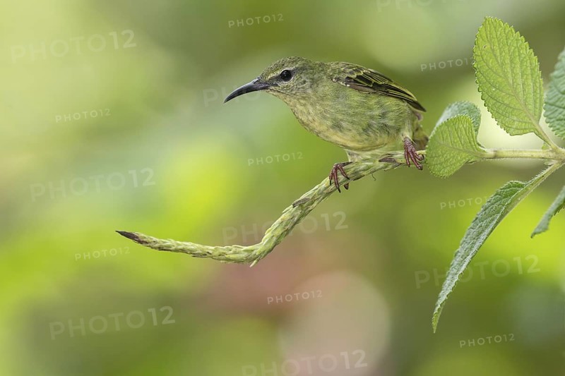Red-legged Honeycreeper (Cyanerpes cyaneus) female, Costa Rica