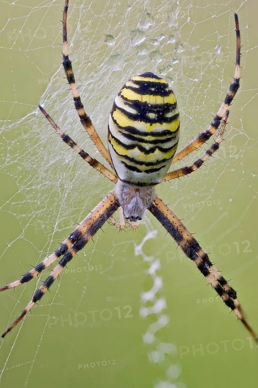 Wasp Spider, Argiope bruennichi, Wasp Spider, Lower Saxony, Germany