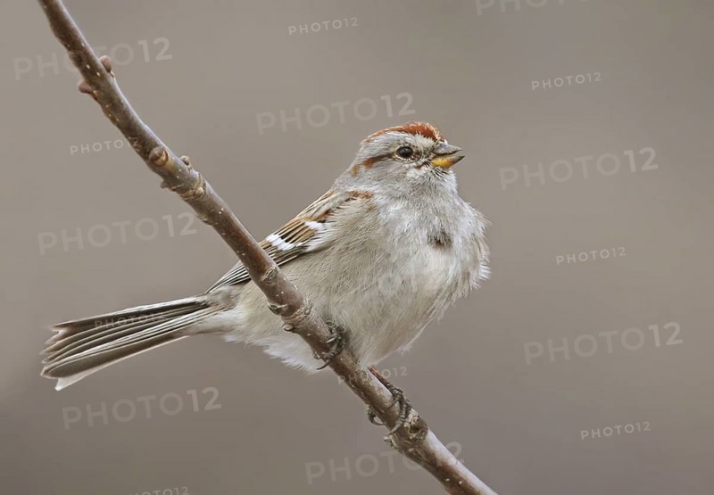 American Tree Sparrow (Spizelloides arborea), Saskatchewan, Canada