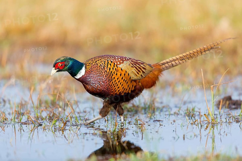 Pheasant, cock, male, (Phasianus colchicus), animals, birds, chicken family, centrapole, Kutno, Lodz, Poland