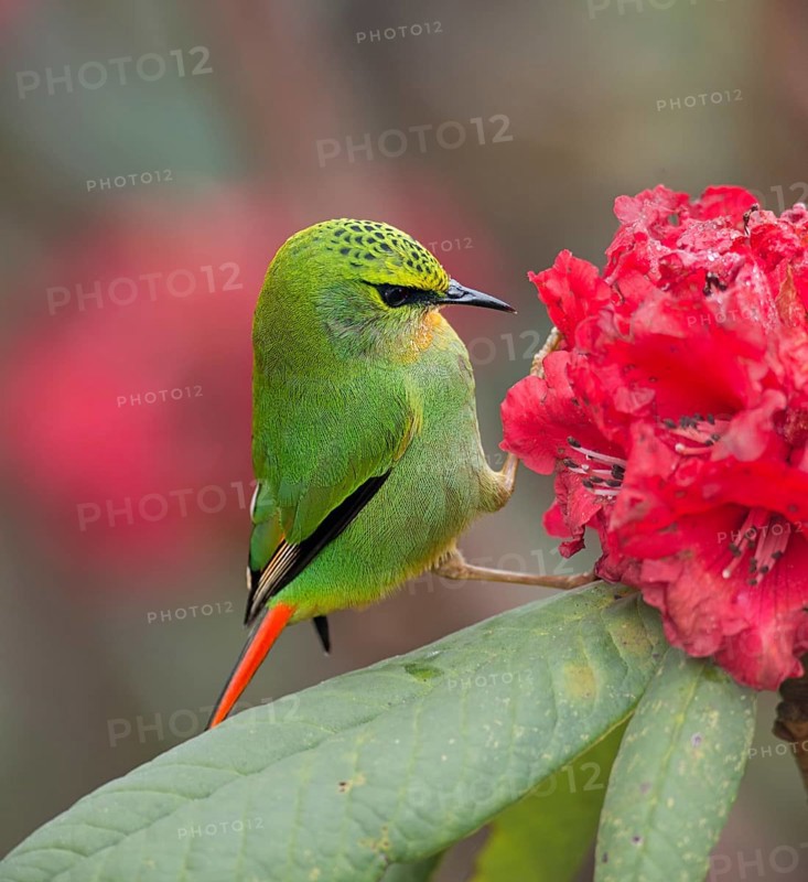 Fire-tailed Myzornis (Myzornis pyrrhoura) feeding on Rhododendron flower nectar, Darjeeling, India