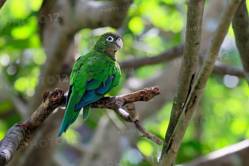 Cactus parakeet (Eupsittula cactorum), adult, on tree, alert, Brazil, South America