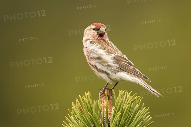 Common Redpoll (Acanthis flammea) male, Bavaria, Germany