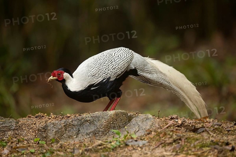 Silver Pheasant (Lophura nycthemera) male perched on the ground, Fujian, China