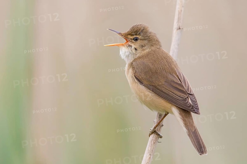 Eurasian Reed Warbler (Acrocephalus scirpaceus) singing in reeds, Poland