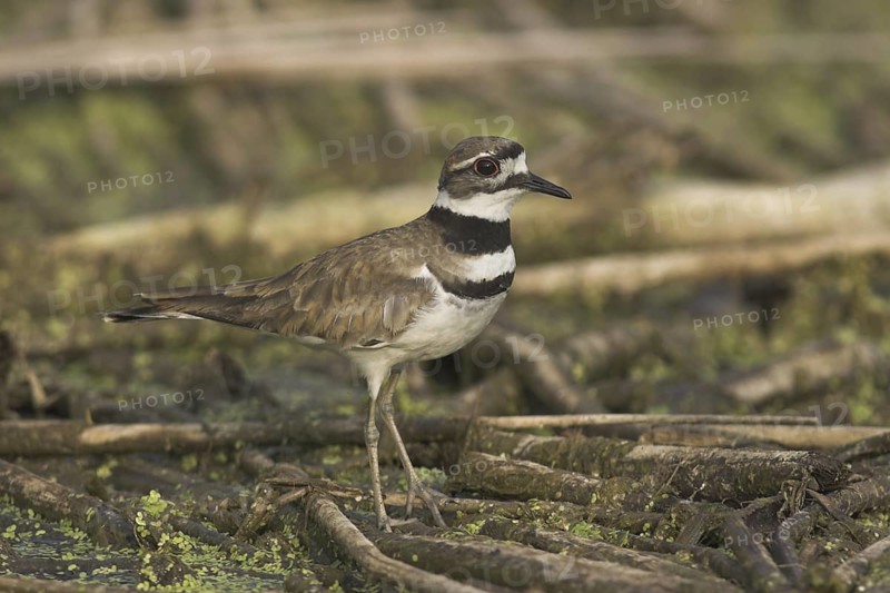 Killdeer (Charadrius vociferus), British Columbia, Canada