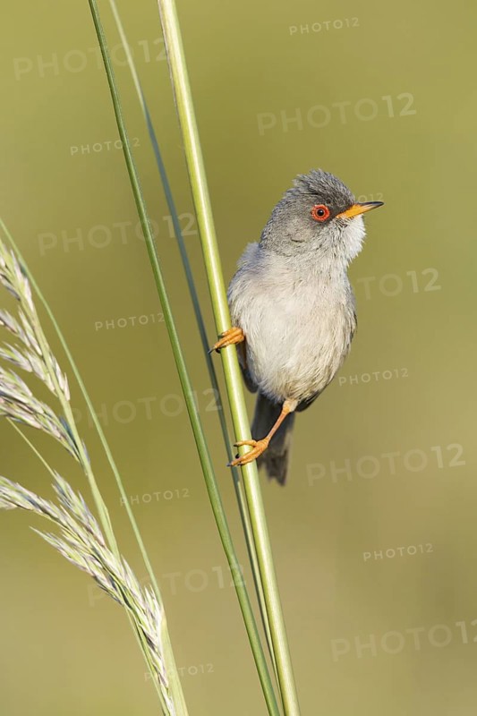 Balearic Warbler (Sylvia balearica) male, Mallorca, Spain