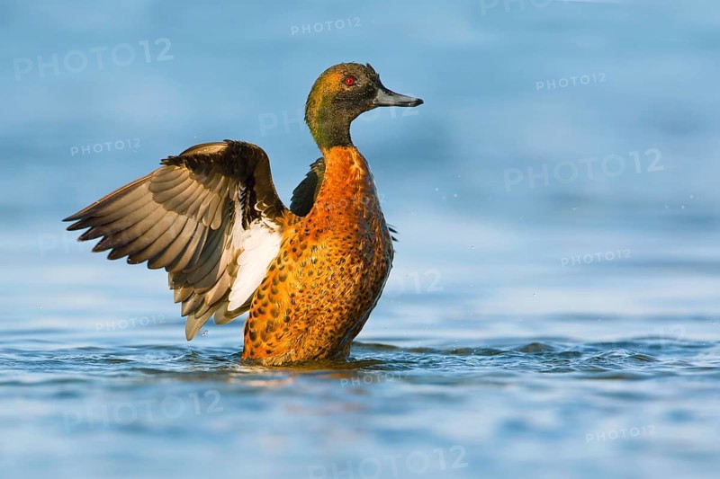 Chestnut Teal (Anas castanea) male flapping wings, Victoria, Australia