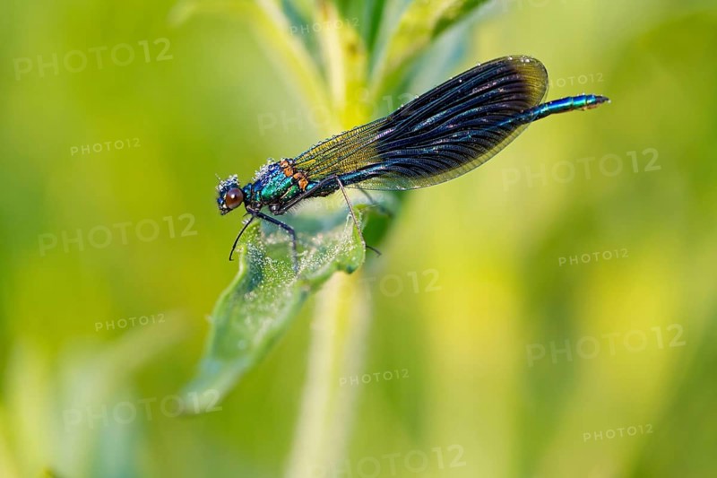 Banded demoiselle, (Calopteryx splendens), animals, insects, dragonfly, dragonfly, sideways, Lake Neusiedl, Andau, Burgenland, Austria