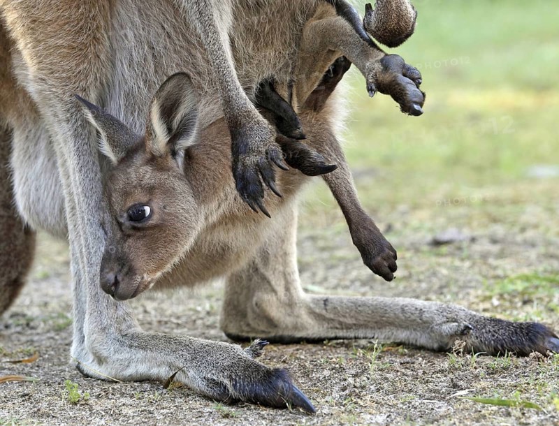 Western Grey Kangaroo (Macropus fuliginosus) joey peering from mother's pouch, Western Australia, Australia