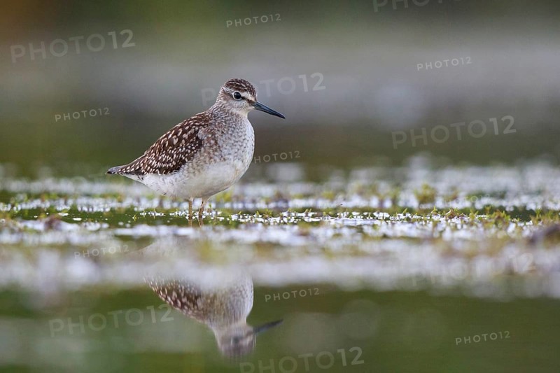 Wood Sandpiper (Tringa glareola) foraging, North Rhine-Westphalia, Germany