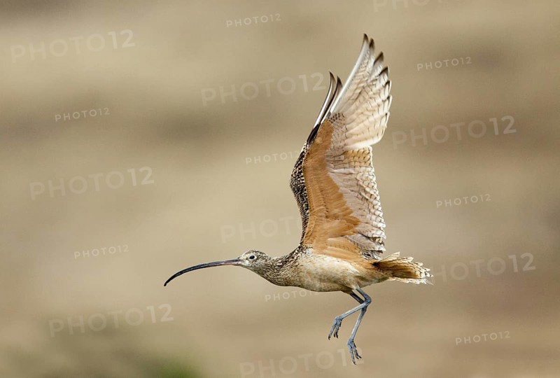 Long-billed Curlew Numenius americanus Moss Landing, California, United States 24 June Adult in flight. Scolopacidae