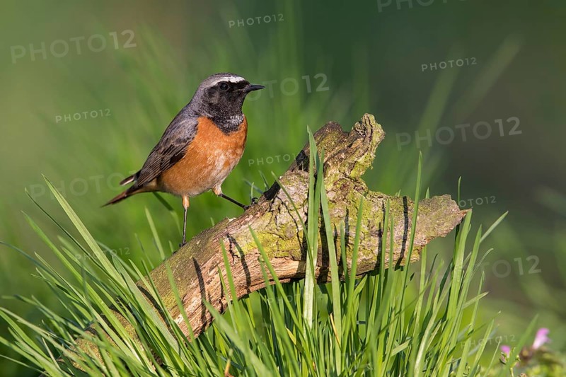 Common Redstart (Phoenicurus phoenicurus) male perched on an old tree trunk, Poland
