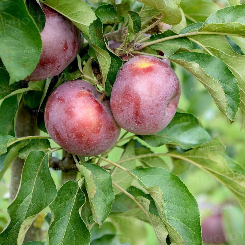 Columnar apple (Malus domestica 'Blue Moon'), Merkel family, Germany
