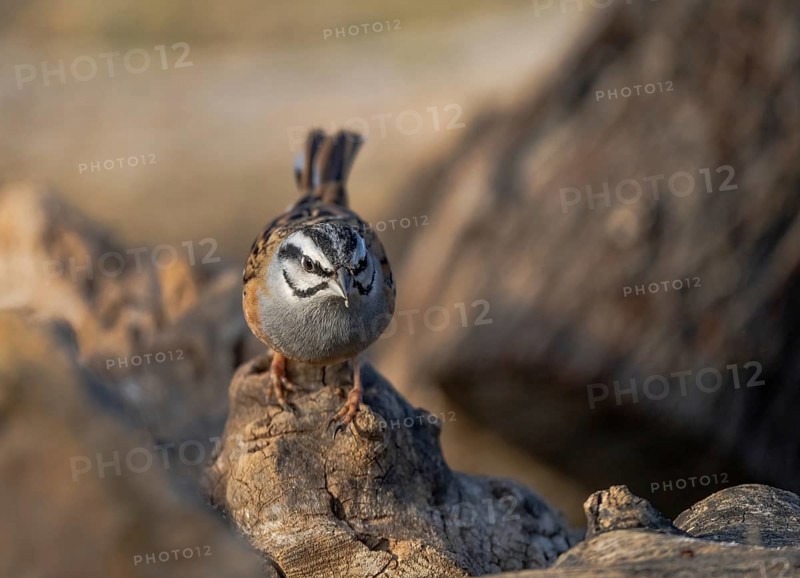 A close-up image of a Rock Bunting (Emberiza cia) standing on a weathered log, showcasing its striking facial patterns and detailed plumage against a soft, blurred background