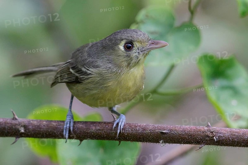 Cuban Vireo (Vireo gundlachii) perched on a branch in Cuba