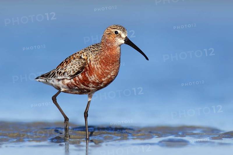 Curlew Sandpiper (Calidris ferruginea), Victoria, Australia