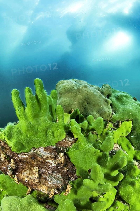 Endemic sponge (Lubomirskia baicalensis), Lake Baikal, Olkhon Island, Pribaikalsky National Park, Irkutsk Province, Siberia, Russia