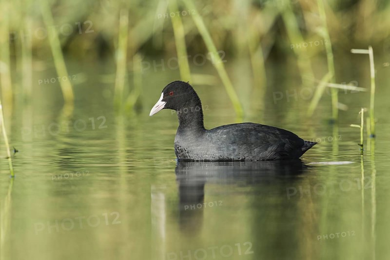 Eurasian Coot (Fulica atra), Eilat, Israel