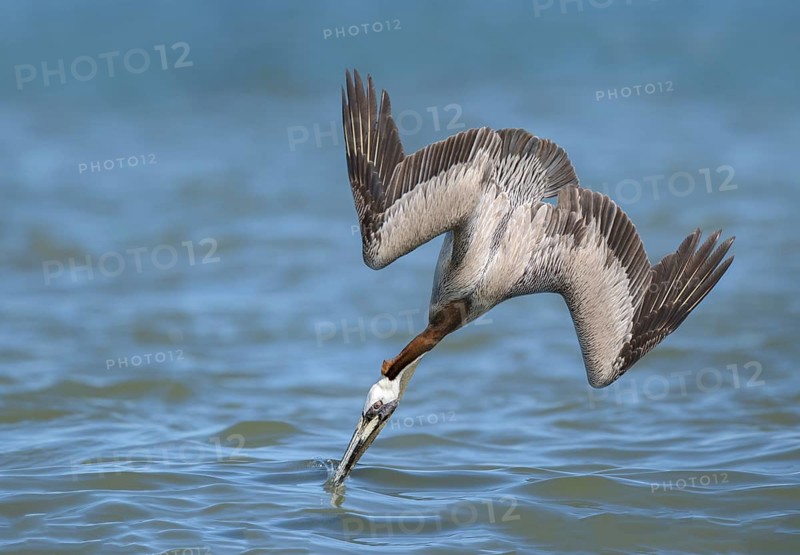 Brown Pelican (Pelecanus occidentalis) hunting, Texas, USA