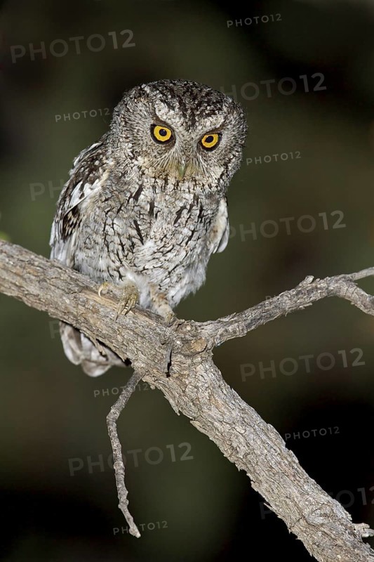 Whiskered Screech Owl (Megascops trichopsis) perched on a branch in southern Arizona, USA