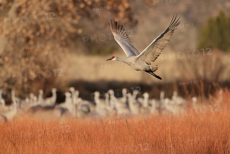 Sandhill Crane (Antigone canadensis) flying, New Mexico, USA