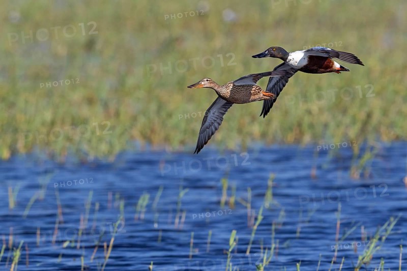 Shoveler, (Anas clypeata), flight photo, animals, birds, ducks, duck family, pair, male and female, drake, Lake Neusiedl, Illmitz, Burgenland, Austria