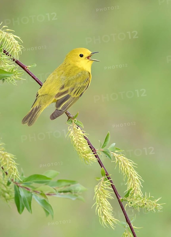 American Yellow Warbler (Setophaga aestiva) male singing from a branch, Texas, USA