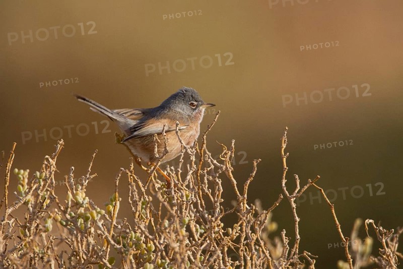 Tristram's Warbler (Sylvia deserticola) male, Morocco