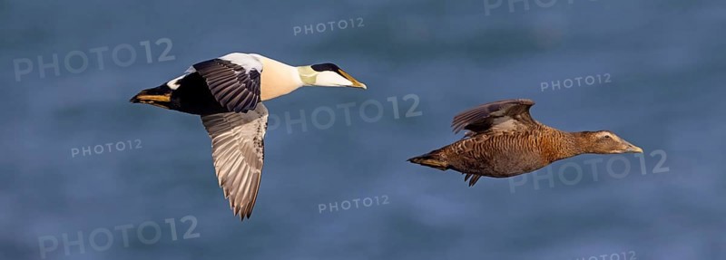 Common eider (Somateria mollissima), ducks, drake and female, pair, flight photo, side view, Longyearbyen, Svalbard Spitsbergen, Norway