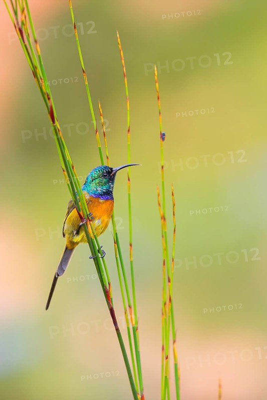 Golden-breasted Sunbird, Anthobaphes violacea, (Nectarinia violacea), Orange-breasted Sunbird, Souimanga orangé, Suimanga pechinaranja, Harold Porter National Botanical Gardens, Betty's Bay, Western Cape, South Africa