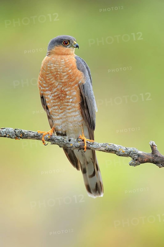 Eurasian Sparrowhawk (Accipiter nisus) male perched on a branch, Andalusia, Spain
