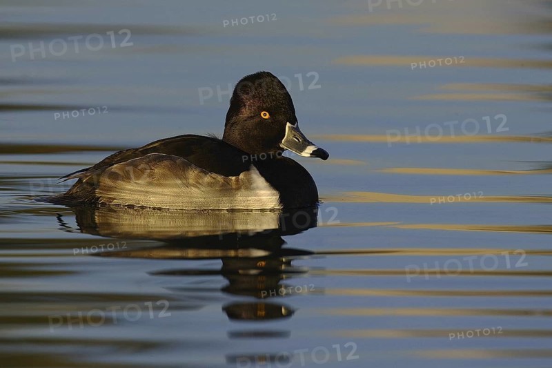 Ring-necked Duck (Aythya collaris) male, Arizona, USA