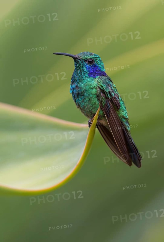 Green Violetear Hummingbird (Colibri thalassinus) - San Gerrardo de Dota, Costa Rica