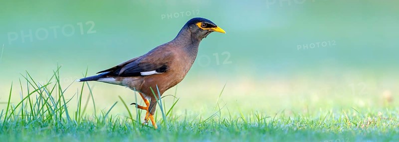 Shepherd's mynah, (Acridotheres tristis), animals, birds, perch, biotope, habitat, foraging Muscat, Al Qurm Park, Muscat, Oman